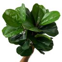 Ver imagem 3 de 8 Folhagens Verdes Artificiais para Decoração em Qualquer Ambiente Ótimo Custo-benefício e Qualidade