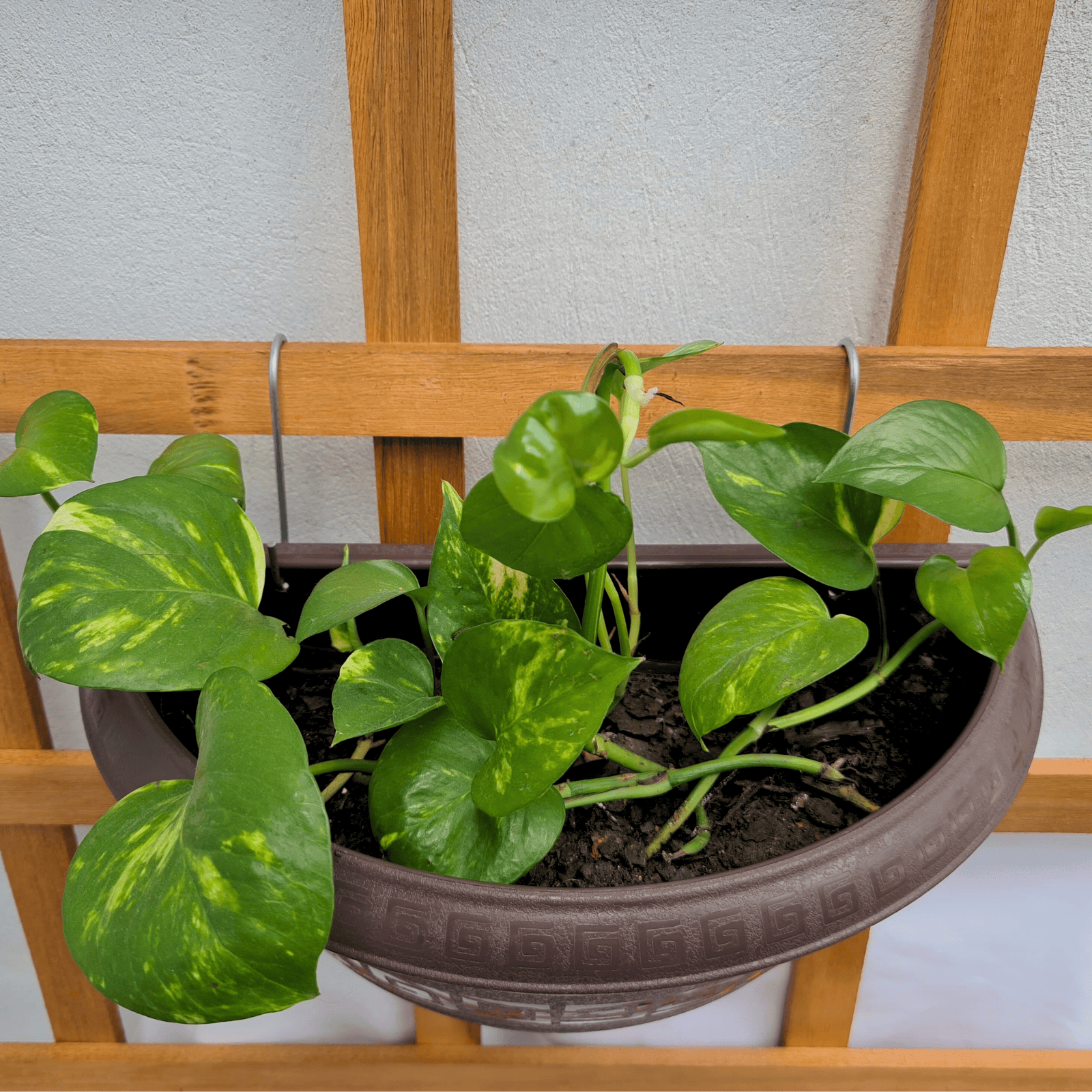 10 Ganchos para Pendurar Vasos de Plantas em Jardim Vertical - 5