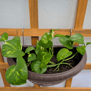 Ver imagem 5 de 10 Ganchos para Pendurar Vasos de Plantas em Jardim Vertical