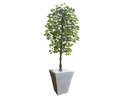 Ver imagem 1 de Planta Artificial Ficus Verde 2,10m kit + Vaso Trapezio D. Grafiato Cinza 40cm