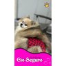Calcinha Para Cachorro Pet Cio Seguro Higiênica Raças Pequenas - 5