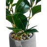 Planta Artificial Clusia Real Smith CO - 2