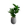 Planta Artificial Clusia Real Smith CO - 1