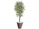 Ver imagem 1 de Planta Artificial Ficus Verde Creme 2,10m kit + Vaso Redondo D. Grafiato Marrom 40cm