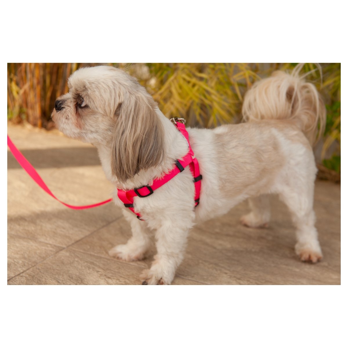 Coleira Peitoral Cachorros com Guia Pink G Style - 5