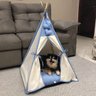 Cabana Cachorro Gato Camping Pet - Algodão Cru e Azul Poá - Tamanho Único - 6