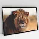 Ver imagem 3 de Quadro Decorativo em Canvas Leão e Seus Olhos Vibrantes TaColado Moldura Flutuante 4,5cm Freijó 120