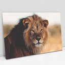 Ver imagem 2 de Quadro Decorativo em Canvas Leão e Seus Olhos Vibrantes TaColado Moldura Flutuante 4,5cm Freijó 120