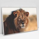 Ver imagem 4 de Quadro Decorativo em Canvas Leão e Seus Olhos Vibrantes TaColado Moldura Flutuante 4,5cm Freijó 120