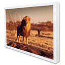 Ver imagem 2 de Quadro Decorativo Leão Predador em Moldura Caixa Tacolado Moldura Trad 1cm Branca com Vidro 40 X 60c