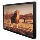 Ver imagem 3 de Quadro Decorativo Leão Predador em Moldura Caixa Tacolado Moldura Trad 1cm Branca com Vidro 40 X 60c