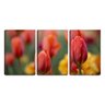 Quadro canvas 30x66 botão fechado de tulipa - 1