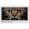 Quadro canvas 30x66 olhos azuis de gato pardo - 1