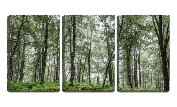 Quadro canvas 30x66 samambaias entre árvores - 1
