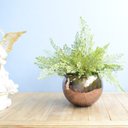 Ver imagem 2 de Arranjo Artificial de Avencas no Vaso Bronze Grande |Linha permanente Formosinha