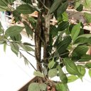 Ver imagem 2 de Árvore Artificial Ficus 2,10m | Linha Permanente Formosinha