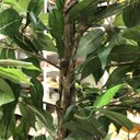 Ver imagem 4 de Árvore Artificial Ficus 2,10m | Linha Permanente Formosinha