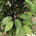 Ver imagem 3 de Árvore Artificial Ficus 2,10m | Linha Permanente Formosinha