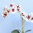 Ver imagem 2 de Arranjo com Duas Orquídeas Artificiais Tigre no Vaso de Vidro Transparente