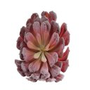 Ver imagem 2 de Suculenta 16x16x9 Cm Cx com 6 Unidades Besha
