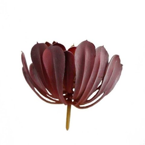 Suculenta 16x16x9 Cm Cx com 6 Unidades Besha