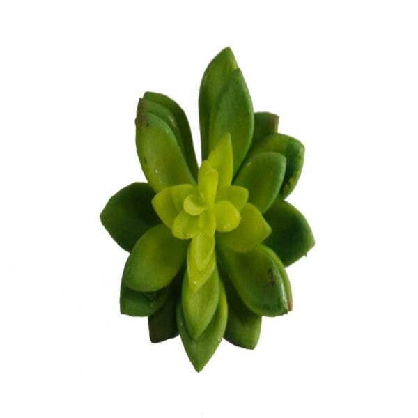 suculenta pashmina suculenta verde besha - 2