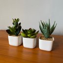 Ver imagem 5 de Kit com 3 Vasinhos Decorativos Suculenta Mini Planta Permanente