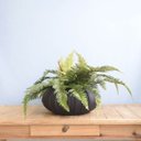 Ver imagem 3 de Arranjo Artificial de Samambaia Luxo no Vaso Hanazaki Preto |Linha permanente Formosinha