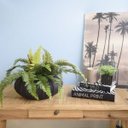 Ver imagem 4 de Arranjo Artificial de Samambaia Luxo no Vaso Hanazaki Preto |Linha permanente Formosinha