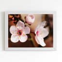 Ver imagem 1 de Quadro Cerejeira Okinawa Flores Foto Moldura Branca 60x40cm