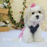 Vestido Jardineira Estrela Para Cães e Gatos Tam PP - Oh My Dog - 2