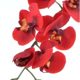 Arranjo de Orquídea Vermelha em Vaso Prata Alice - 2