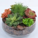 Ver imagem 2 de Arranjo Jardim de Suculentas Coloridas