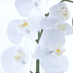 Arranjo de Orquídea Branca de Silicone em Aquário Cobre Luiza - 3