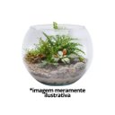 Ver imagem 7 de Kit 2 Vasos Vidro Redondo Tipo Aquário 1,5 Litros Decoração e Terrários - Mistral 