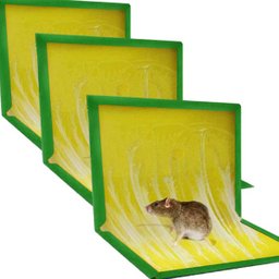 Kit 3 Ratoeira Armadilha Adesiva Super Cola Pega Rato Inseto - 2