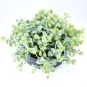 Ver imagem 2 de Arranjo de Eucaliptos Artificiais em Vaso Preto Fosco