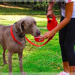 Coleira Guia Porta Água Cachorro Gatos Passeio 1,30 Metros Porta Sacos - 3 Coleira Guia Porta Água Cachorro Gatos Passeio 1,30 Metros Porta Sacos - 3