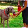 Coleira Guia Cachorro Gatos Porta Água Passeio Porta Sacos 1,30 Metros - 3