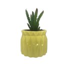 Ver imagem 1 de Vaso Com Suculenta Em Dolomita E Plástico Cor Amarelo 28663
