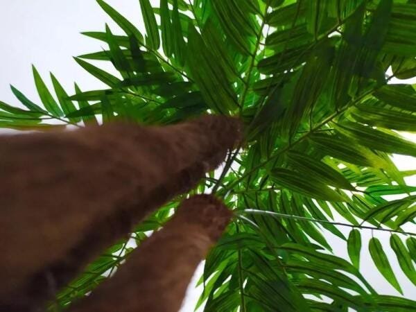 Planta Árvore Artificial Palmeira Phoenix Texturizado Verde 1,77m - 3