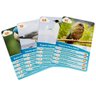 Jogo de Cartas - Super Trunfo - Aves - Grow - 4