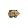 Porta Joias Peixe de Zamac 9cmx3,5cmx6cm Rojemac - 1