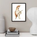Ver imagem 1 de Quadro Decorativo Passarinho Cacatua 45x34cm:moldura Preta