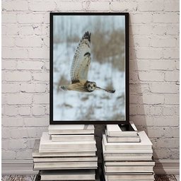 Quadro Decorativo Foto Coruja Voando 24x18cm - com Vidro:madeira Branca - 2