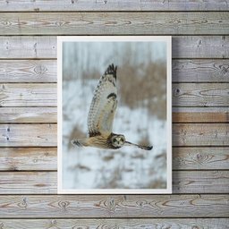 Quadro Decorativo Foto Coruja Voando 24x18cm - com Vidro:madeira Branca - 1