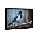 Ver imagem 1 de Quadro Pega-rabuda -- Br Artes