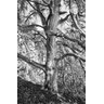 Quadro Arvore Seca Ilustrativa Minimalista - 3