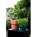 Ver imagem 4 de KIT PLANTAR 3 VASO AUTOIRRIGÁVEL PLANTA FLOR TEMPERO JARDIM