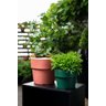 KIT PLANTAR 3 VASO AUTOIRRIGÁVEL PLANTA FLOR TEMPERO JARDIM - 4